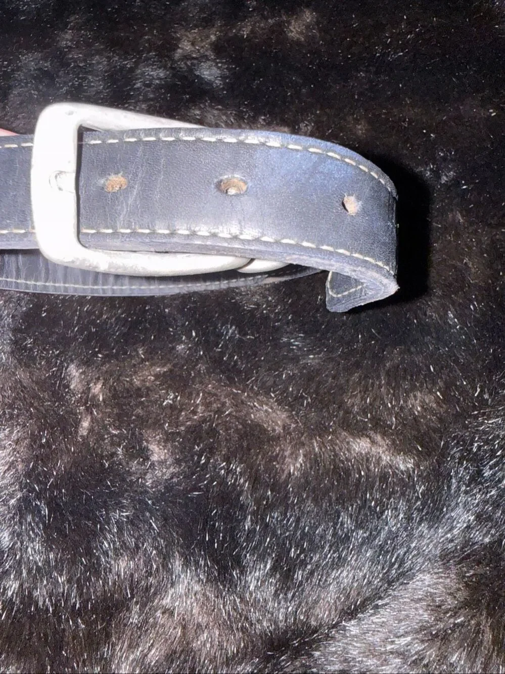 Dog Collar Leather with Studs 1” x 20” for Large Dog or grunge emo fetish